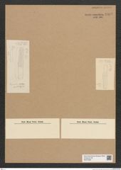 Diatomeae indet. Zeichnungen Sammlung Grunow Nr. 6608 (NHMW-BOT-W0375365)